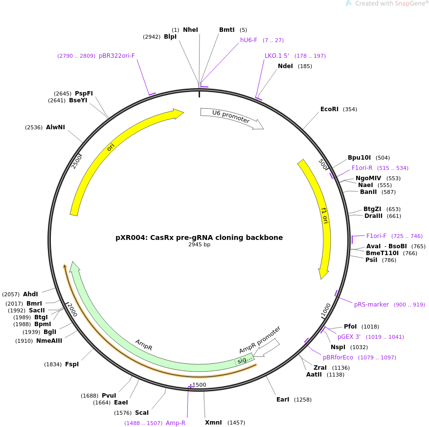 pXR004CasRx pre-gRNA cloning backbone质粒图谱